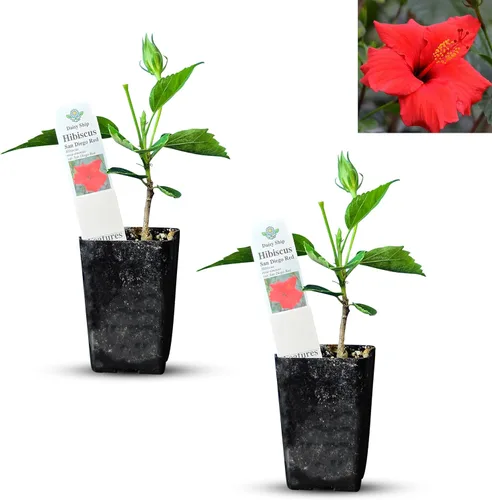 Miniatura 55 de Hibisco Rosa. rosa-sinensis. Planta Viva - Hibisco Tropical Floreciente, Flores Bonitas, Usado en Té y Jugo (2 Plantas de Hibisco Rosa)
