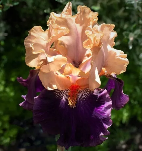 Petalpalooza, colorido barbudo REBLOOMING IRIS (1) rizoma/bulbo/raíz listo para plantar ahora