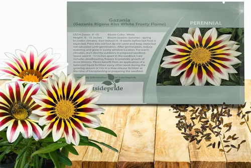 Outsidepride Kiss White Frosty Flame Gazania Semillas para plantar, 25 piezas de semillas perennes, de bajo mantenimiento, tolerantes a la sequía