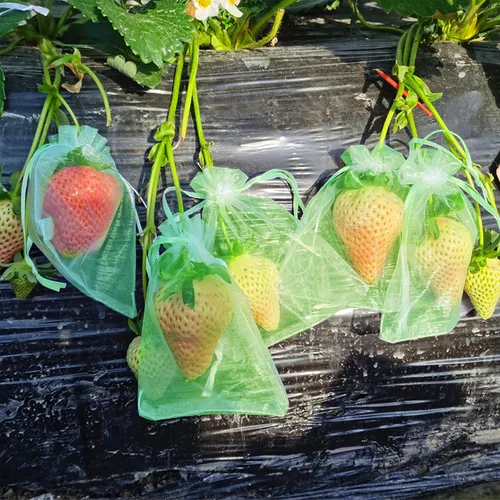 Miniatura 4 de 100 bolsas de protección de frutas verdes de 6 x 8 pulgadas, bolsas de malla para frutas con cordón, bolsa de malla para proteger las plantas