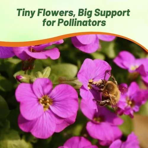 Miniatura 6 de Outsidepride Cascade Mix Aubrieta - Semillas de berro de roca – 1000 piezas de semillas de flores perennes, fáciles de cultivar, bajo mantenimiento