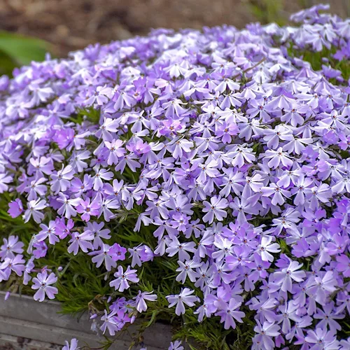 Miniatura 4 de Phlox Subulata Azul esmeralda, Phlox rastrero, Phlox musgo/rosas, cubierta del suelo, perenne mate perenne con codiciadas flores azul-púrpura
