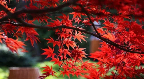 Miniatura 4 de Bloodgood Árbol de arce japonés rojo - Planta viva de 2 años - Acer palmatum 'Bloodgood' por - Japanese Maples and Evergreens