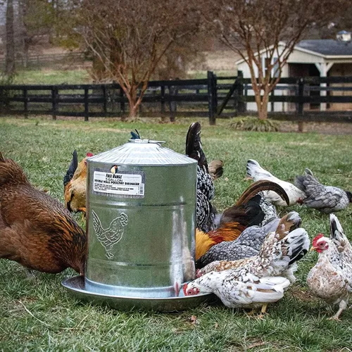 Miniatura 5 de Bebedero para aves de corral Harris Farms, doble pared, Plateado