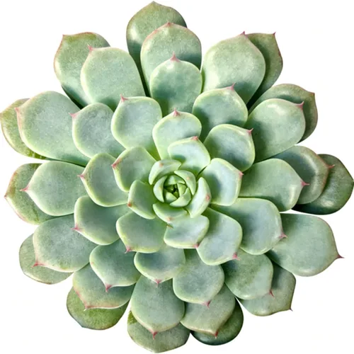 Miniatura 10 de Echeveria Lola - Planta suculenta saludable Echeveria Live de fácil cuidado para interiores, totalmente arraigada en tamaños de 2/4/6 pulgadas