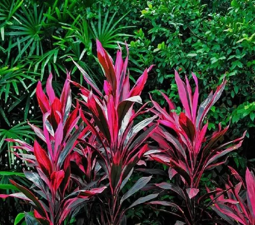 Miniatura 7 de Troncos de plantas de hojas de Ti rojas hawaianas, plantas tropicales vivas para interiores y exteriores, 2 troncos de corte de cordyline fruticosa
