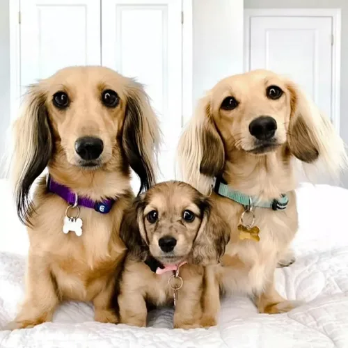 Miniatura 7 de Blueberry Pet Essentials - Collar de perro grande ajustable y duradero verde neón para machos Collares clásicos para perros grandes y pequeños