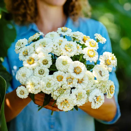 Miniatura 10 de Eden Brothers - Semillas de zinnia, cactus con flores, sin OMG, plantar en primavera, paquete, flores de bajo mantenimiento, zonas 3, 4, 5, 6, 7, 8