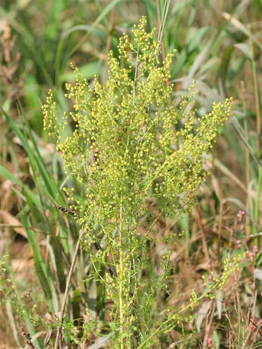 Miniatura 4 de Ajenjo Dulce Artemisia Annua Dulce Annie Artemisa Hierba Sagewort rasa1ca (1000 Semillas)