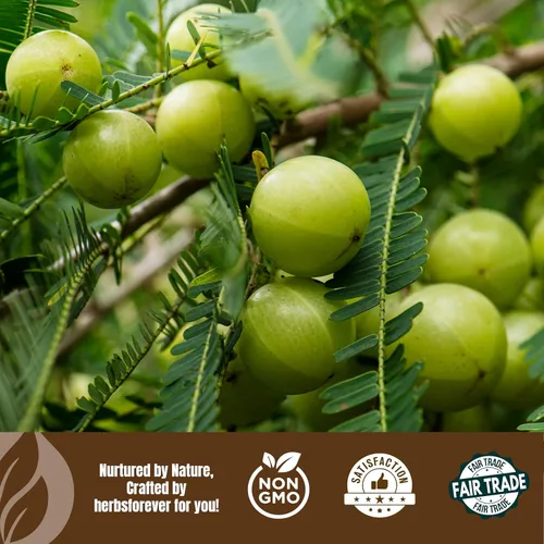 Miniatura 8 de Herbsforever Aceite Amla – Mima y nutre tu cabello – Goodness of Amla – Aceite premium prensado en frío – Sin OMG, orgánico, vegano – 7.1 fl oz