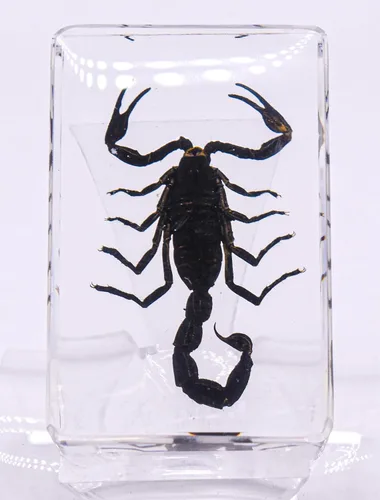 Miniatura 4 de 44mm de escorpión negro real en resina de lucite transparente cristalina, especímenes de artesanía, insectos de varios animales, colección