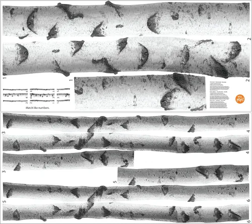 Miniatura 2 de WallPops DWPK2756 SSilver Birches - Kit de arte para pared, color blanco y blanco roto