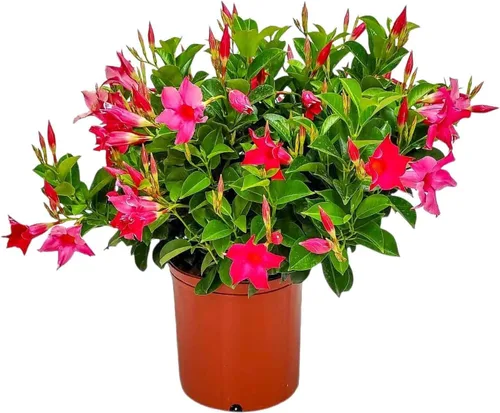 Miniatura 12 de Tropical Plants of Florida - Arbusto blanco de Dipladenia - Altura total de 14 pulgadas - Maceta de 6 pulgadas (1 galón) (solo planta)