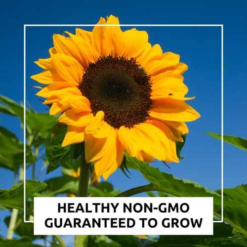 Miniatura 5 de El girasol más grande del mundo 10 semillas para cultivar Semillas de girasol mongol, enormes flores de 18 pulgadas
