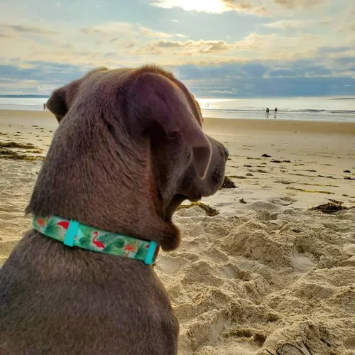 Miniatura 5 de Martingale - Collares para perros con hebilla a presión rápida, ajustable, patrón de flamenco, collares de entrenamiento sin tirones, para perros