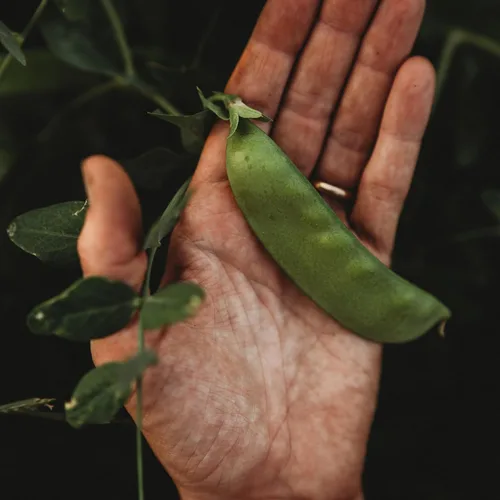 Guisante de azúcar gris enano – 4 onzas a granel (~650 semillas) – Variedad de reliquia y polinizada abierta, fácil de cultivar y tolerante al frío,