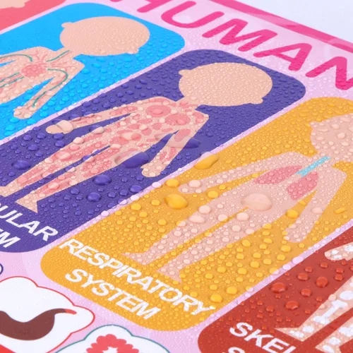 Miniatura 5 de ADELULU 15 pósteres educativos para niños pequeños que aprenden números del alfabeto, formas, colores y más (paquete de 15)
