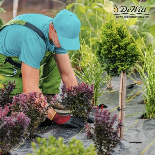 Miniatura 6 de Dewitt Sunbelt - Cubierta de suelo tejida, 3.2 onzas, negro, 4 x 100 pies, tela duradera de barrera contra malezas para invernadero, jardín