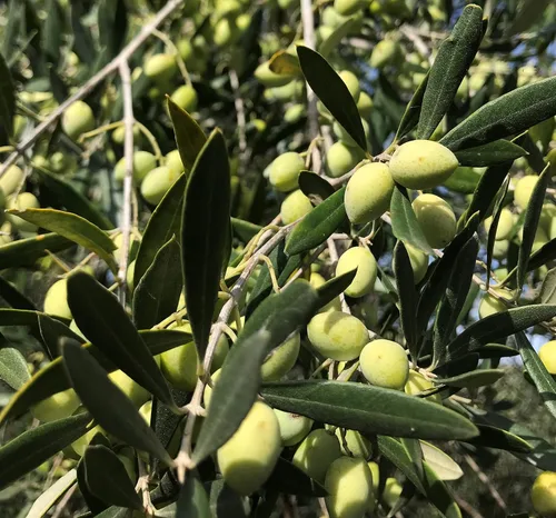 Miniatura 7 de AOVE orgánico de alta montaña de Little Gypsy Farms Aceite de oliva virgen extra de una sola finca en Grecia Primero prensado en frío Alto