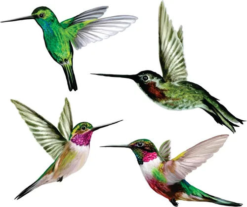 Miniatura 8 de 12 adhesivos para ventanas de colibrí para seguridad de vidrio en ventanas, puertas y paneles transparentes. Calcomanías de ventana para evitar