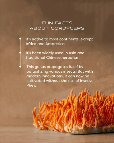 Miniatura 8 de Mezcla Cordyceps de bienestar de hongos con cápsulas Reishi: cápsulas orgánicas de hongos, suplemento en polvo de hongos, apoya el sistema