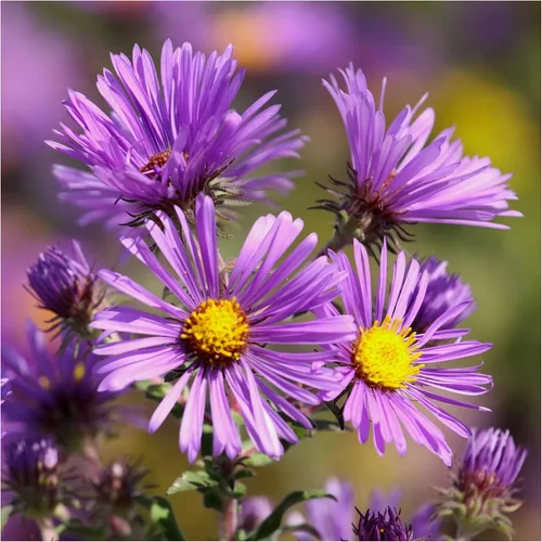 Miniatura 3 de Seed Needs Semillas Aster de Nueva Inglaterra para plantar, reliquia y flores silvestres polinizadas abiertas para plantar y cultivar un jardín
