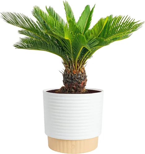 Miniatura 19 de Costa Farms Palma de Cola de Caballo, Planta Viva en Maceta Decorativa, Fácil de Mantener, Planta de Interior Perfecta para el Hogar, Habitación u