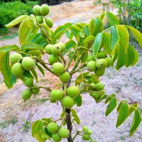 Miniatura 4 de Planta viva de nogal negro de 1 año en maceta de 4 pulgadas, resistente al frío, inactiva, nogal blanco como nuez, árboles de nueces para plantar
