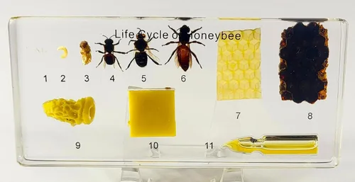 Miniatura 16 de 44mm Escorpión real asiático gigante en resina de lucite transparente cristal, especímenes de artesanía, insectos de animales varios, colección