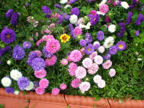 Miniatura 3 de Semillas Aster Mezcla Enana Anual Flores de jardín para plantar