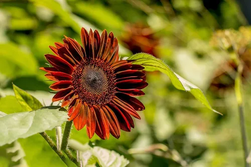 Miniatura 5 de Más de 500 semillas de girasol mixtas para plantar (más de 17 variedades, mezcla loca), interior y exterior, paquete a granel, reliquia, sin OMG