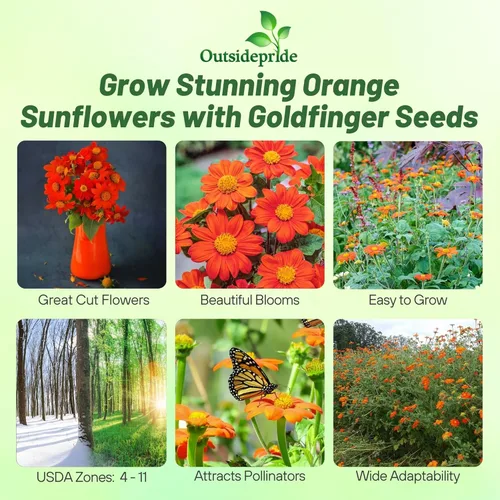 Miniatura 2 de Outsidepride Goldfinger - Semillas de girasol mexicano – 1000 piezas anuales, fáciles de cultivar, semillas de flor naranja Tithonia Speciosa
