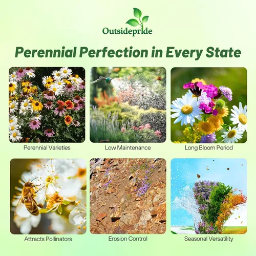Miniatura 2 de Outsidepride Mezcla de semillas de flores silvestres perennes de 1 libra para todos los estados