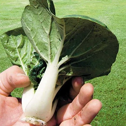 Miniatura 3 de Park Seed Variedad de semillas de vegetales Bok Choy (Pak Choi), semillas de plantas, fáciles de cultivar, perfectas para jardín de primavera, Joi