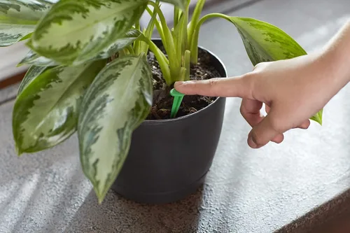 Miniatura 3 de Miracle-Gro Picos para alimentos para plantas de interior, fertilizantes para plantas, 1.1 onzas, 24 pinchos/paquete (paquete de 24)
