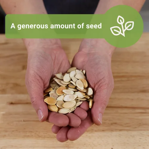 Miniatura 3 de Sow Right Seeds - Semillas de calabaza mixtas a granel para plantar - 1 onza, 140 semillas - Paquete jumbo de reliquia sin OMG - Incluye azúcar