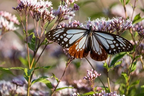 Miniatura 2 de Semillas de hierbas Thoroughwort para plantar - Eupatorium perfoliatum