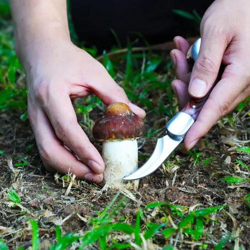 Miniatura 2 de Coowolf Cuchillo de forraje de hongos con cepillo y funda, hoja curvada de acero inoxidable de 7.1 pulgadas, diseño plegable con mango de madera