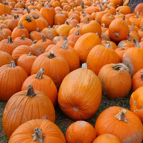 Miniatura 6 de Semillas pequeñas de calabaza de azúcar para plantar, paquete de reliquia sin OMG con instrucciones para plantar un huerto casero, gran regalo