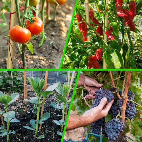 Miniatura 4 de 60 estacas de bambú para plantas de 3 pies, estacas de bambú para plantas de jardín para soporte de plantas, plantas trepadoras, tomates, girasoles