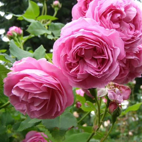 Miniatura 2 de Heirloom Roses Planta de rosas Louise Odier, planta viva de borbones para plantar al aire libre
