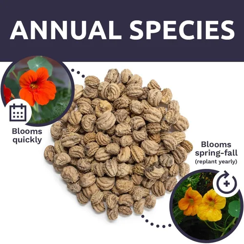 Miniatura 8 de Semillas de capuchina – Colores mezclados – Paquete extra grande – Más de 200 semillas de flores polinizadas abiertas sin OMG – Tropaeolum majus