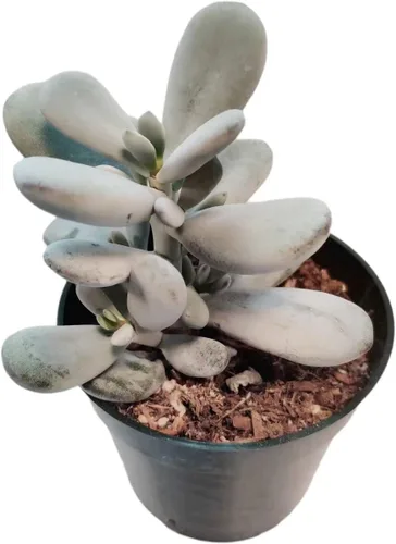 Miniatura 11 de Plantas de cactus suculentas vivas de USKC (maceta de 4 pulgadas) (Echeveria agavoides Lip Stick)