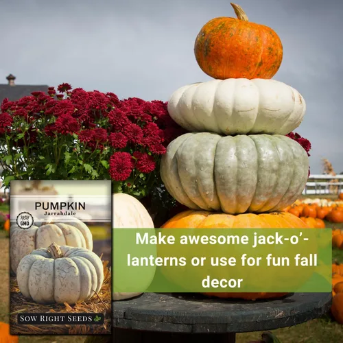 Miniatura 5 de Sow Right Seeds - Semillas de calabaza Jarrahdale para plantar - Paquete de reliquia sin OMG con instrucciones para plantar y cultivar un huerto