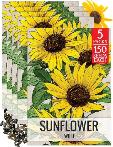 Miniatura 73 de Seed Needs Semillas de girasol para plantar girasoles de manchas solares enanas, semillas de flores de corte anual de polinización abierta