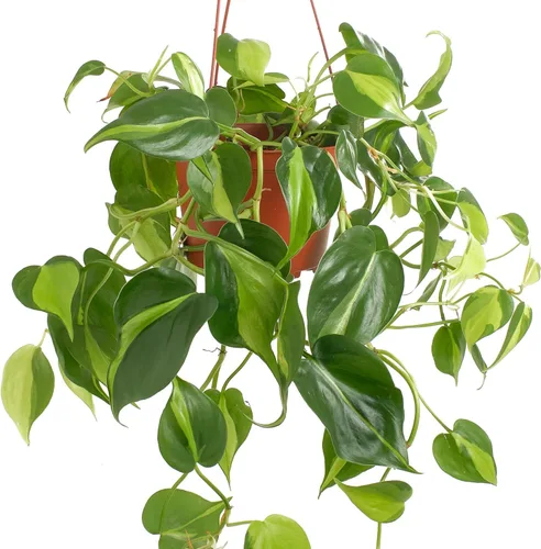 Miniatura 2 de Shop Succulents Heartleaf Philodenron Brasil - Planta colgante, planta de interior viva, planta de interior colgante de hiedra de fácil cuidado