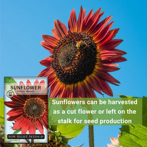 Miniatura 5 de Sow Right Seeds - Semillas de girasol Velvet Queen para plantar - Cultiva girasoles gigantes al aire libre en tu jardín - Paquete de reliquia sin