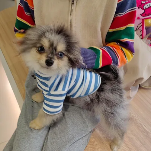 Miniatura 4 de Camisa de cuello alto para perro, lindo bordado de perrito, sudadera súper suave para perro, jersey elástico a rayas para cachorro, para gatos