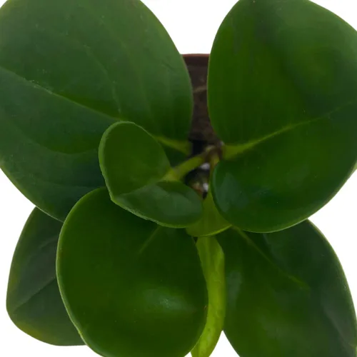 Miniatura 4 de BubbleBlooms Peperomia Obtusifolia - Planta de mármol verde en maceta de goma de 2 pulgadas con hoja de cuchara pequeña