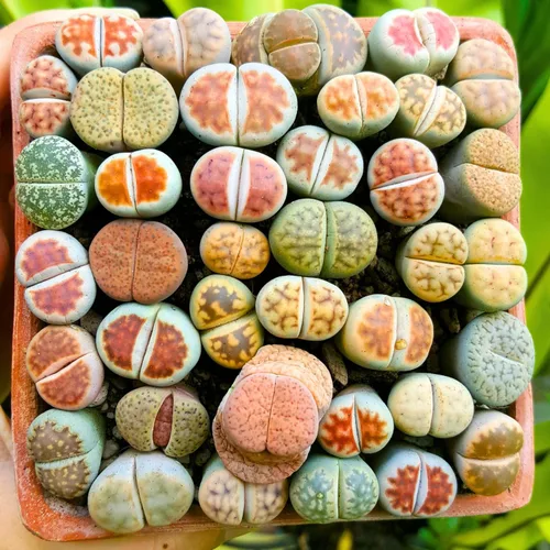 Lithops - Mezcla de 20 plantas vivas Lithop, plantas suculentas a granel, piedra viva de roca viva, plantas vivas de gran tamaño, jardín de